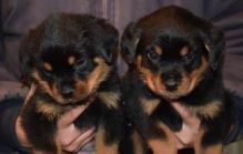 Outstanding Cute Rottweiler Puppies For ADOPTION