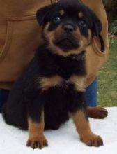 RDF Rottweiler puppies