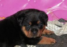 rottweiler pups, German, pure