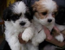 Sweet Lhasa Apso Puppies For Sale Text (251) 237-3423