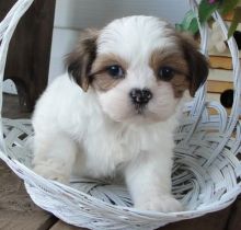 Sweet Lhasa Apso Puppies For Sale Text (251) 237-3423