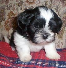 Sweet Lhasa Apso Puppies For Sale Text (251) 237-3423