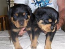Two Friendly Rottweiler Puppies