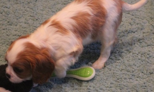 Awesome Cavalier King Charles Spaniel Puppies Image eClassifieds4u