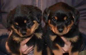Beautiful Rottweiler Pups Image eClassifieds4u