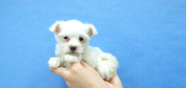Bichon Maltese American for a Good home Image eClassifieds4u