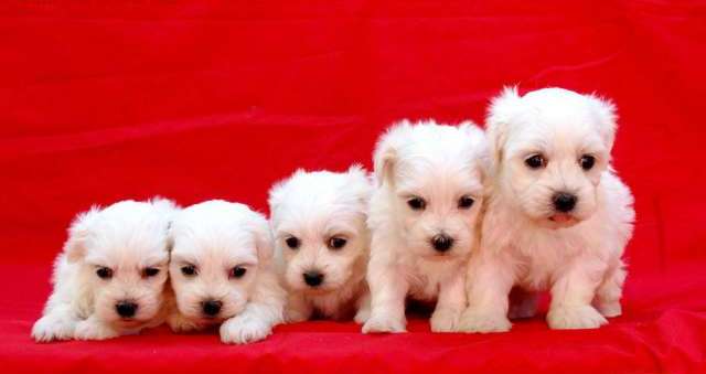 Bichon Maltese American for a Good home Image eClassifieds4u
