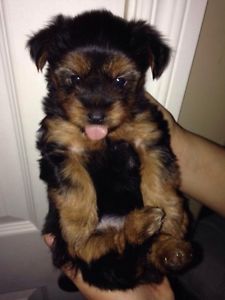 Charming Teacup Yorkie Pups Image eClassifieds4u