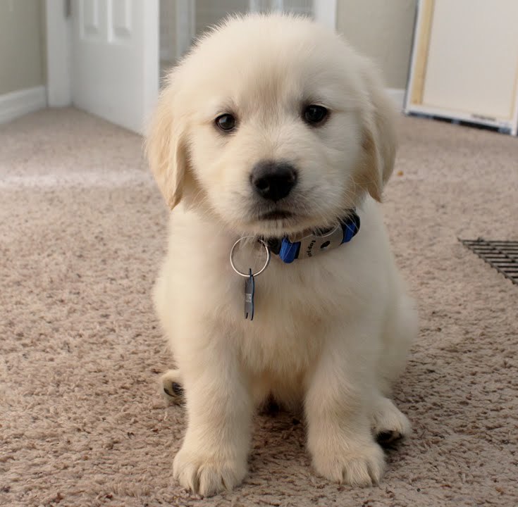 Chunky Golden Retriever Available For Sale Text (251) 237-3423 Image eClassifieds4u