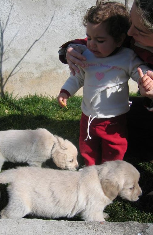 Golden Retriever Puppy For Sale Ngser Image eClassifieds4u