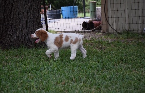 lively and amaazing brittany pups for a beautiful home Image eClassifieds4u