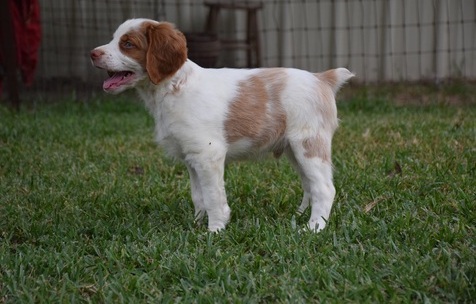 lively and amaazing brittany pups for a beautiful home Image eClassifieds4u