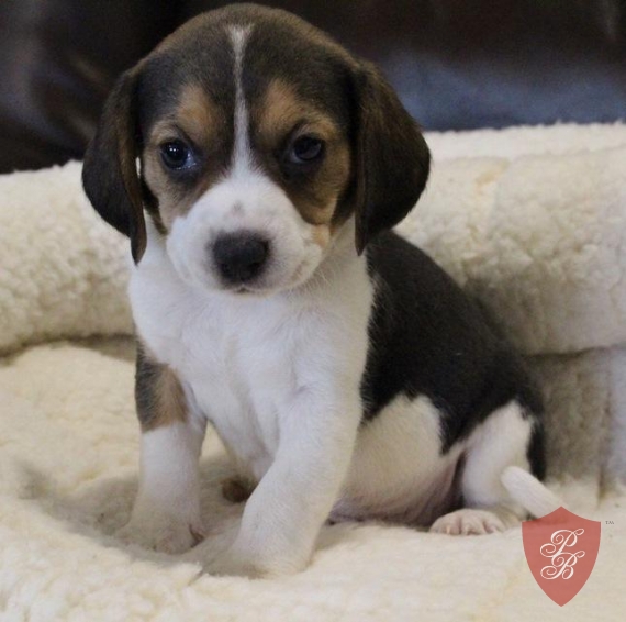 lonely beagle puppy for rehoming Image eClassifieds4u