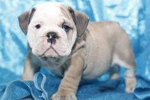 ADORABLE ENGLISH BULLDOG PUPPIES ^^^Shipping Available 