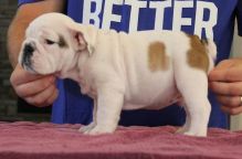 Akc Male and Female English Bulldogs Puppies Image eClassifieds4U