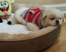 awesome Purebred Purebred Pekingese Pups Image eClassifieds4u 2