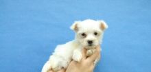 Bichon Maltese American for sale Image eClassifieds4U