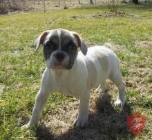 french bull dog for sale Image eClassifieds4U