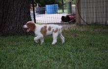 lively and amaazing brittany pups for a beautiful home Image eClassifieds4u 1