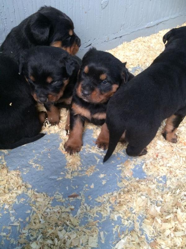 Stunning Rottweiler puppies Text me at ( 615-442-3283) Image eClassifieds4u