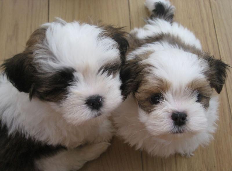 Sweet Lhasa Apso Puppies For Sale Text (251) 237-3423 Image eClassifieds4u