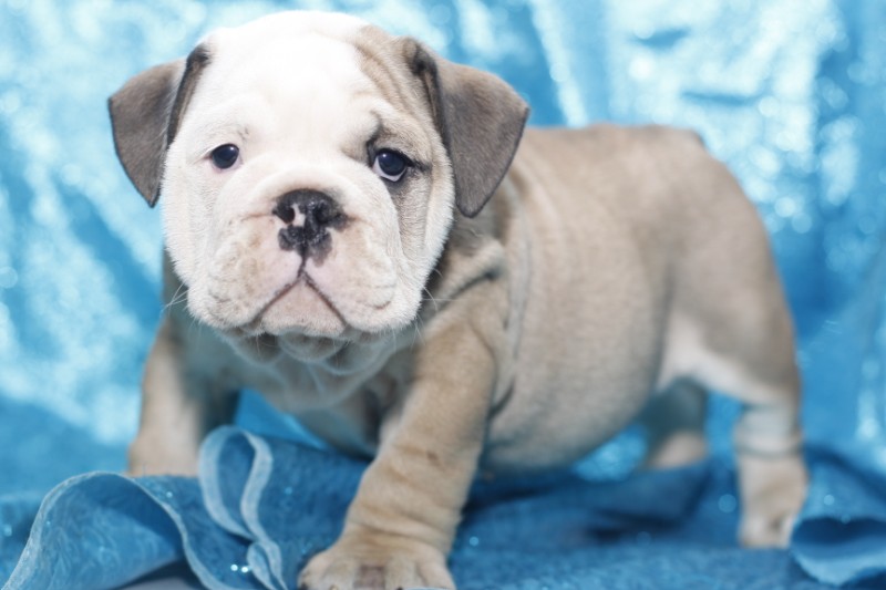 English Bulldog Puppies - ^^Shipping Available Image eClassifieds4u