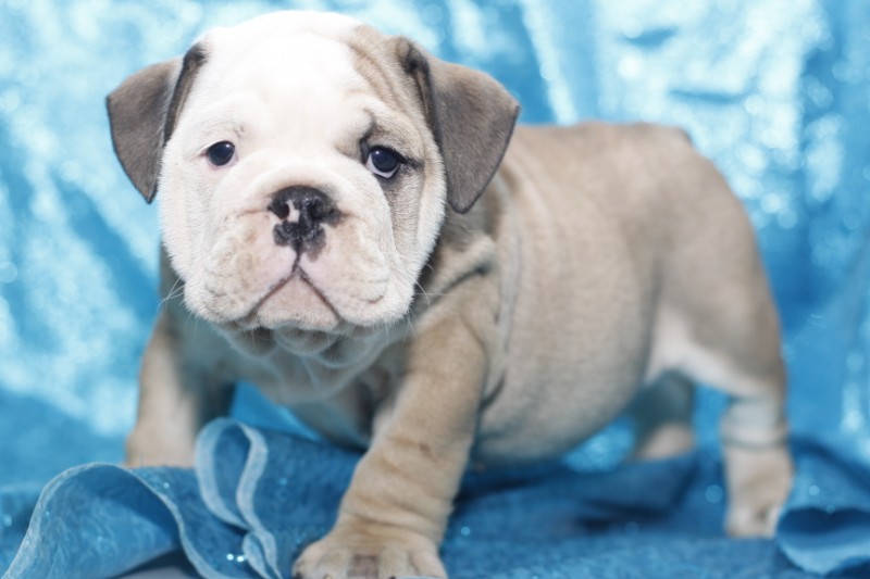 English Bulldog pups waiting for you ! ^Shipping Available Image eClassifieds4u