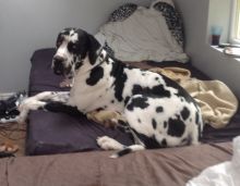 12 weeks old Great Dane puppy fully registrable