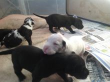 AKC Great Dane Puppies For adoption