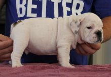 AKC quality English Bulldogs Puppies for free adoption!!!