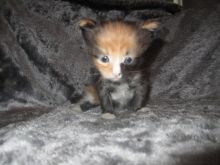 Cute Maine Coon kittens Available Txt 647 487 9166