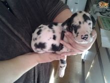 Great Dane puppies available