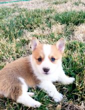Great Pembroke Welsh Corgi puppies for sale