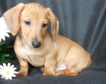 Healthy and well trained Long-Hair Dachshund Puppies