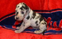 Home train great dane puppies for adoption