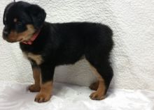 Marvelous Rottweiler pups for sale