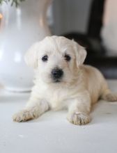 pretty West Highland White Terrier puppies for sale