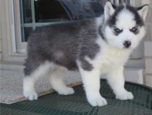 Siberian Husky Puppies available