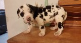 Spotted great dane puppies ready now