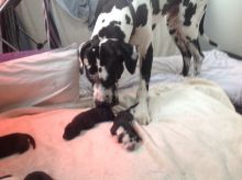 Two Great Dane puppies for a new Home