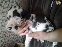 Two Great Danes