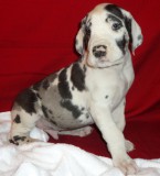 Best home raised great dane puppies Image eClassifieds4u