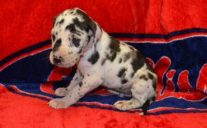 Home train great dane puppies for adoption Image eClassifieds4u