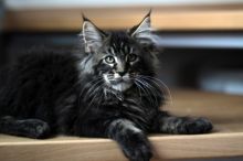Very Beautiful Maine Coon Kitten for sale Call/ Text 647 487 9166 Image eClassifieds4U