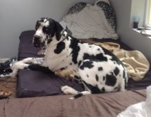 Adorable great danes puppies available Image eClassifieds4U