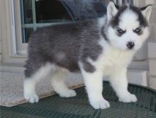 Adorable Husky Puppies Available Image eClassifieds4U