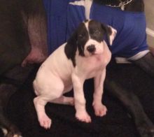 Ap male/female great dane puppies Image eClassifieds4U