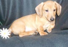 Healthy and well trained Long-Hair Dachshund Puppies Image eClassifieds4u 2