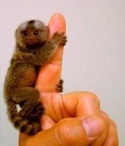 Marmoset Monkey/je.rol.ynnelly1@gmail.com Image eClassifieds4U