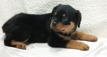 Marvelous Rottweiler pups for sale Image eClassifieds4u 2